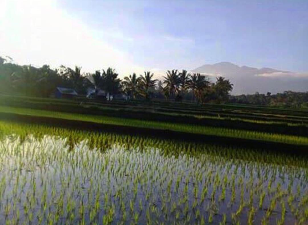 Appartement Sky Garden Lombok à Tetebatu Extérieur photo